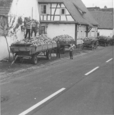 Schälgurkenernte, 1966