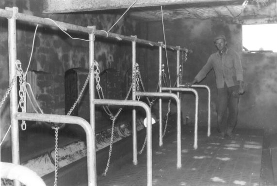 Der neugestaltete Kuhstall, 1962