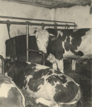 Blick in den Kuhstall, 1969